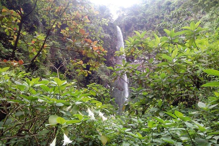 1 Day Kilimanjaro forest (mambori waterfalls).