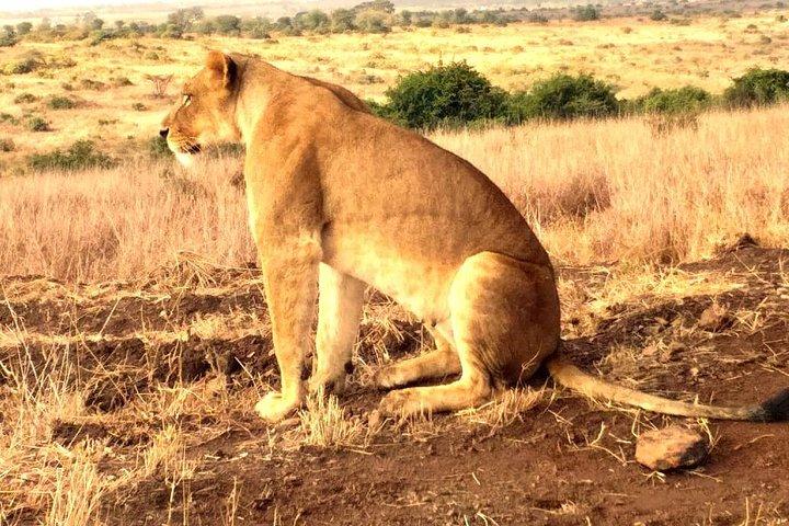 Early Morning Group Joining Mini Safari To Nairobi National Park