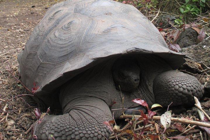 Enjoy the Best of Quito and Galapagos (3 Islands ) 8-Day Trip