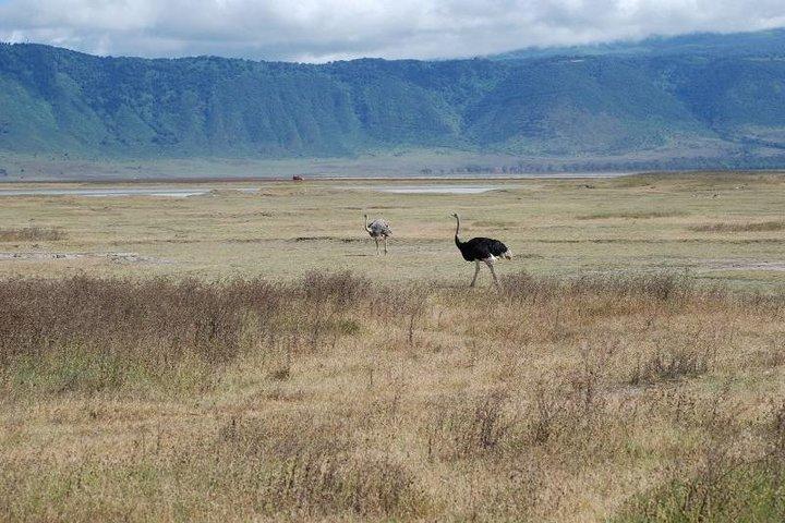 4-Day Serengeti & Ngorongoro Safari