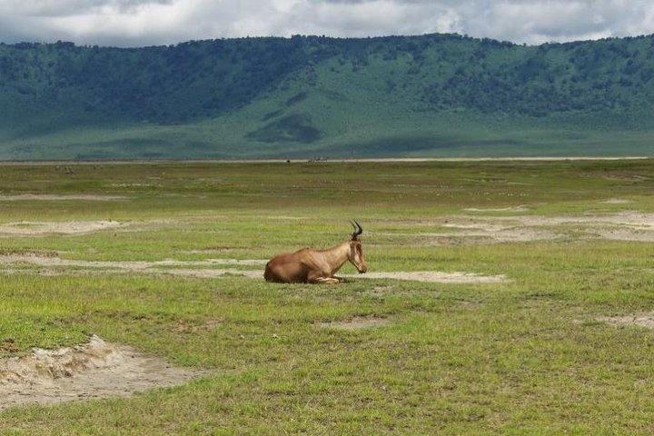 4-Day Serengeti & Ngorongoro Safari