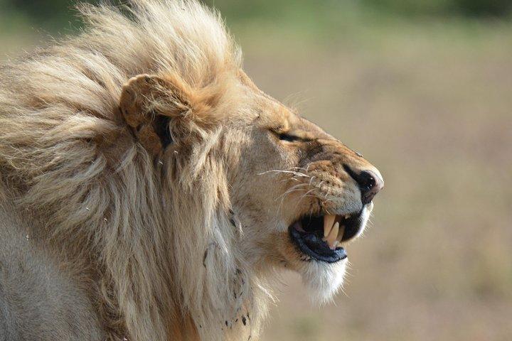 7 Days Tanzania Private Safari