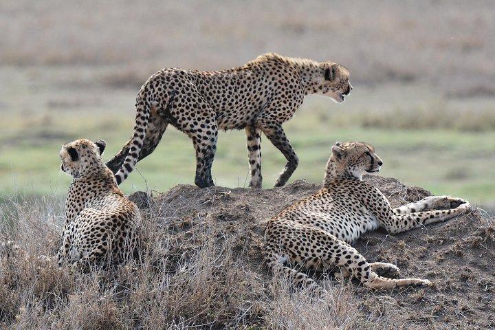 7 Days Tanzania Private Safari