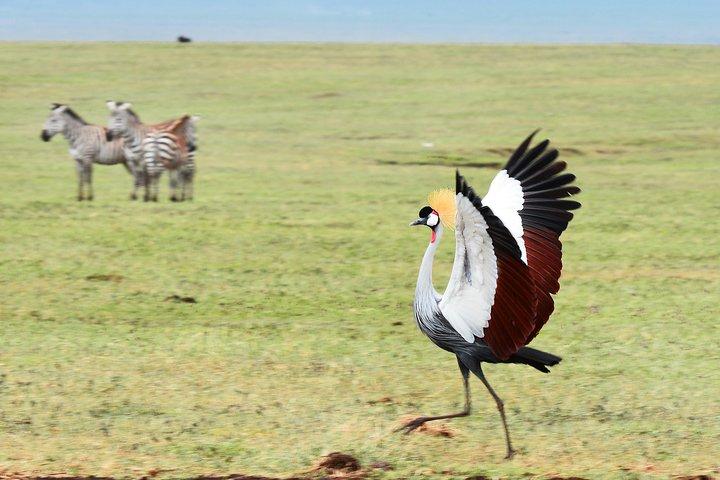 7 Days Tanzania Private Safari