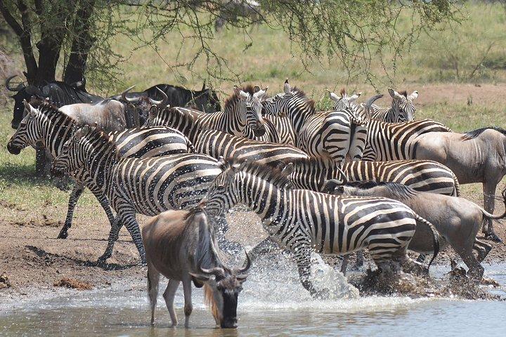 5 Days Tanzania Camping Safari