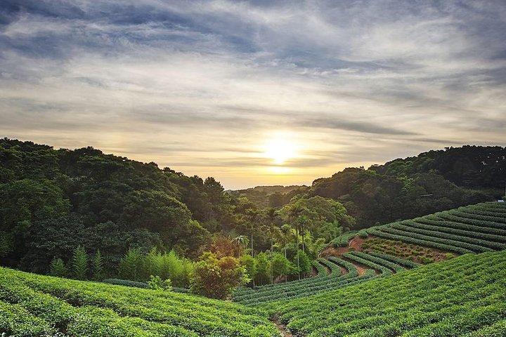 Tea of Taipei: Small-Group Tour with Taipei City Sightseeing