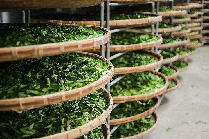 Tea of Taipei: Small-Group Tour with Taipei City Sightseeing