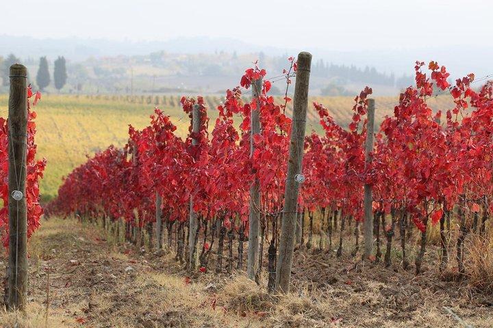 Private Tour: Guided Hike in Tuscany with Transport from Siena