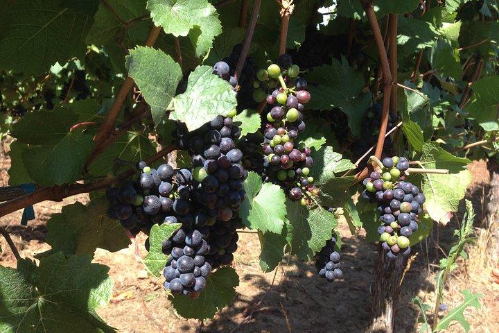 Willamette Valley Wine Tasting Tour from Portland