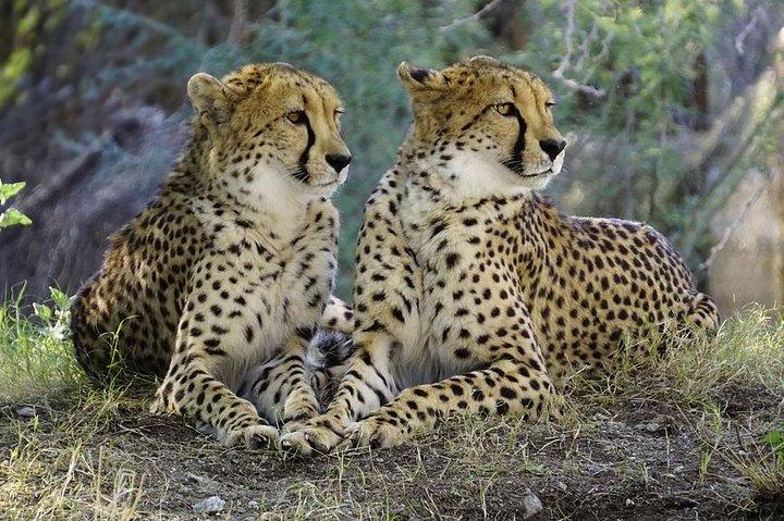The Masai Mara Explorer