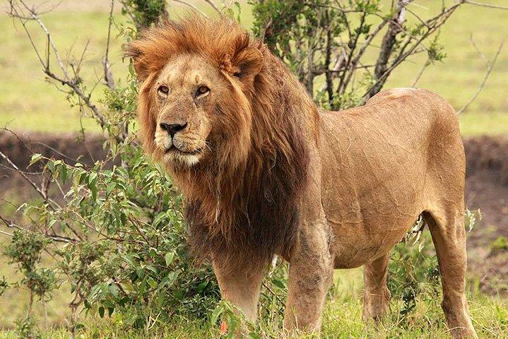 The Masai Mara Explorer