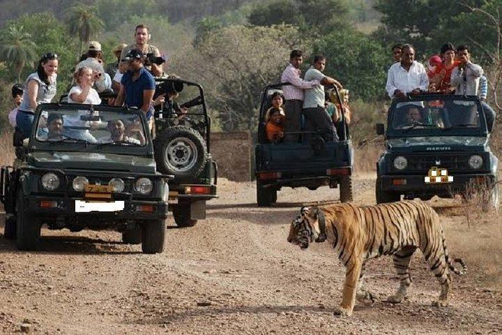 Ranthambore Wildlife Safari Day Trip from Jaipur