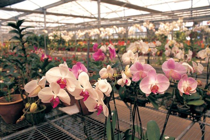City Tour in Singapore with Orchid Garden Ticket