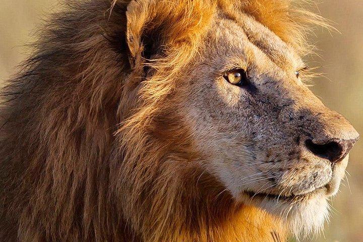 3-day Masai Mara Safari Tour to see the big five and wildebeest migration