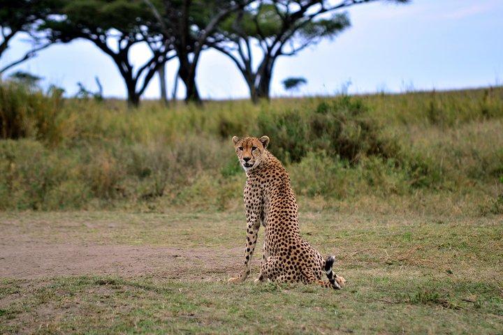 3-day Masai Mara Safari Tour to see the big five and wildebeest migration