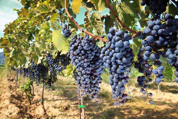 Small-Group Wine Tasting Experience in the Tuscan Countryside