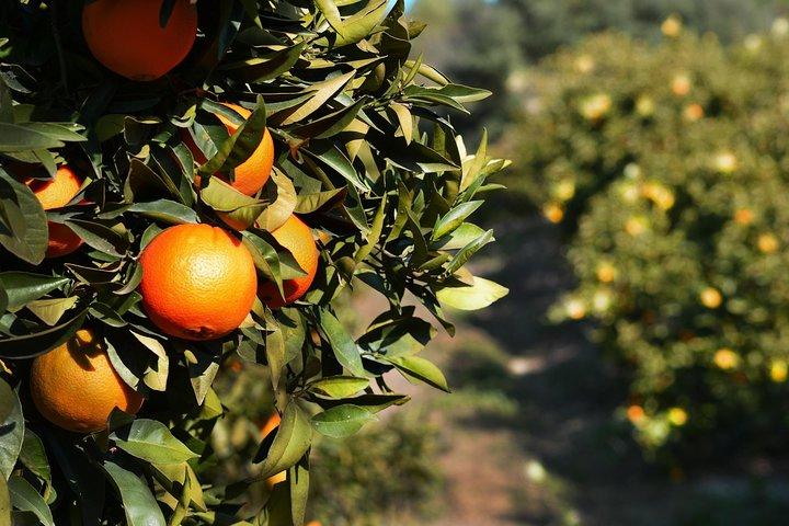 5-Day Southern Spain from Madrid