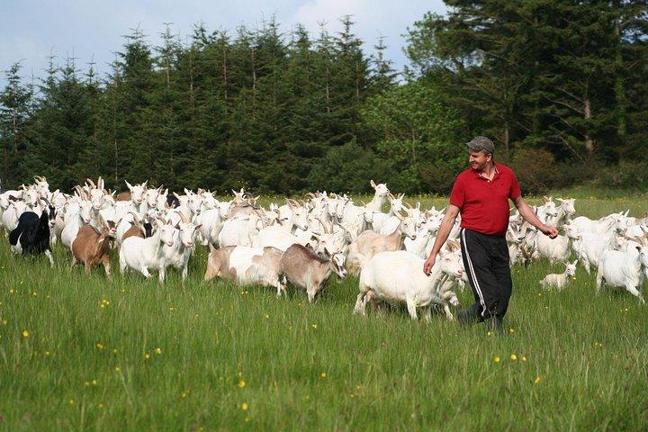 Award-Winning Goat Cheese Tasting and Farm Tour in Ennistymon