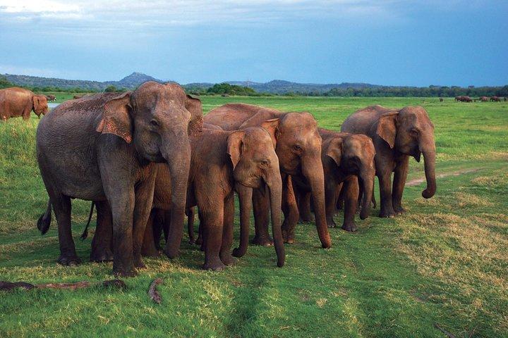 03 Nights in Amazing Sri Lanka