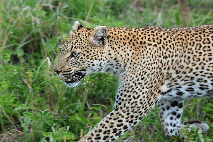 3 Days Tanzania lodge Safari