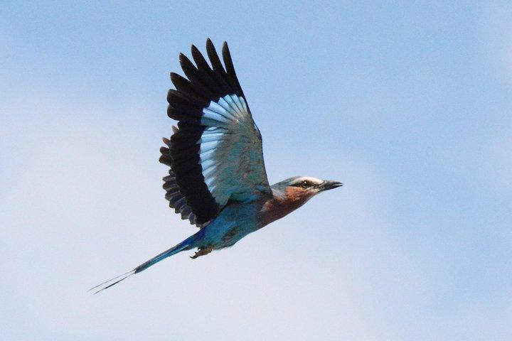 3 Days Tanzania lodge Safari