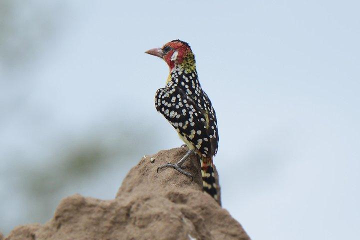 3 Days Tanzania lodge Safari