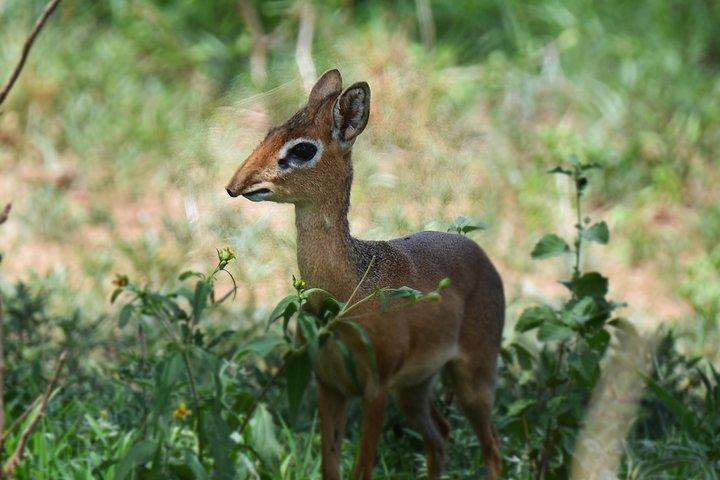 3 Days Tanzania lodge Safari