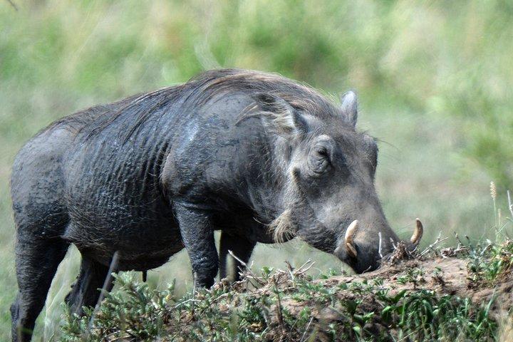 5 Days Tanzania Camping Safari