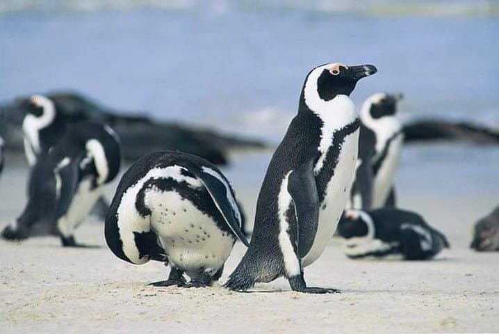 Cape Peninsula Full Day Tour