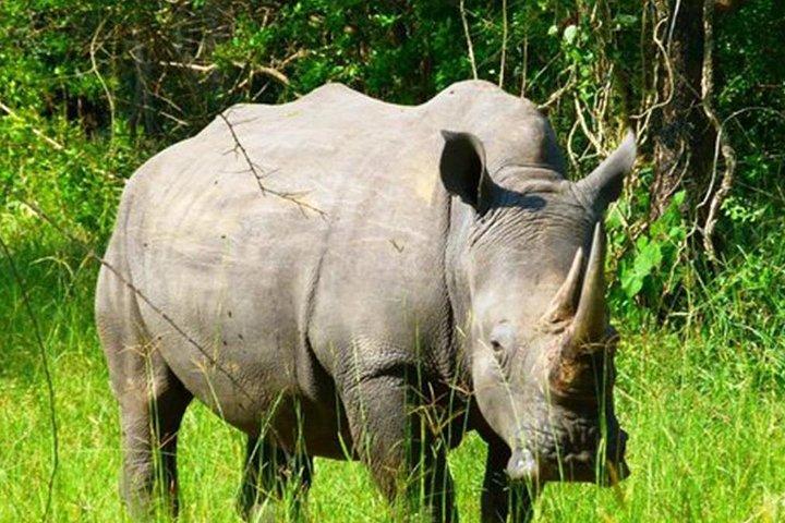 Zziwa Rhino Sanctuary Walking Safari