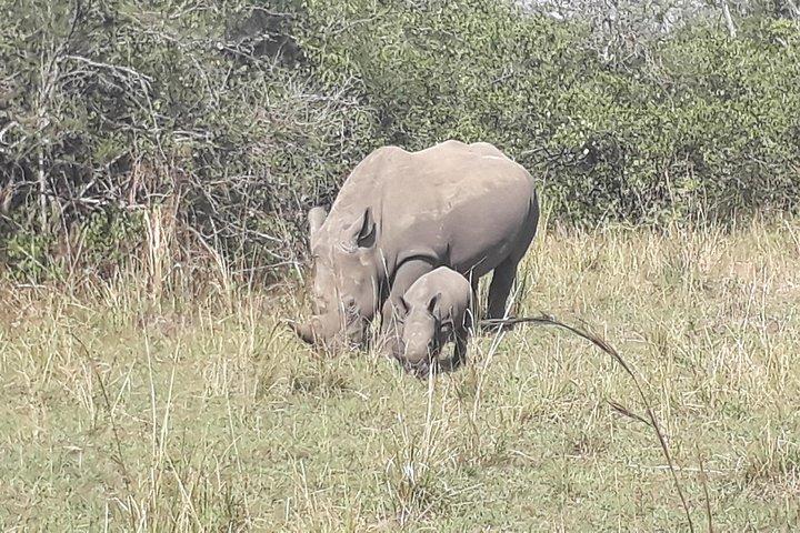 Zziwa Rhino Sanctuary Walking Safari