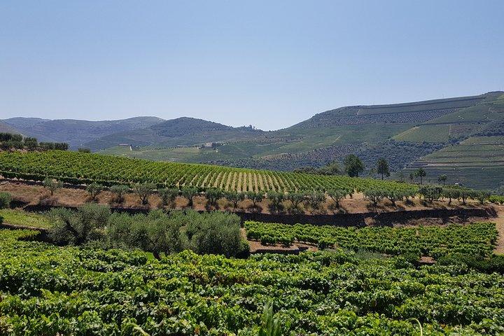 Douro Valley Wine Tour: 3 Vineyard Visits, Wine Tastings, Lunch