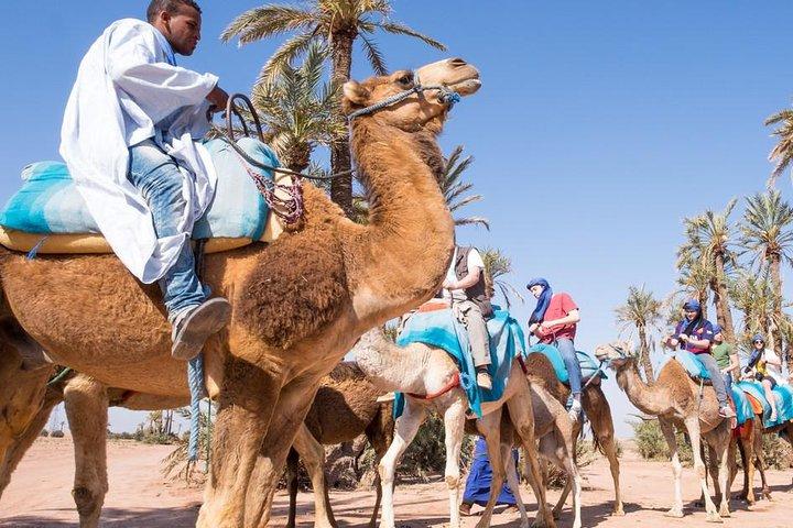 camel ride on the palm grove marrakech