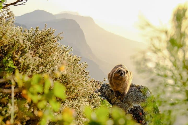 Hike Table Mountain via the India Venster trail