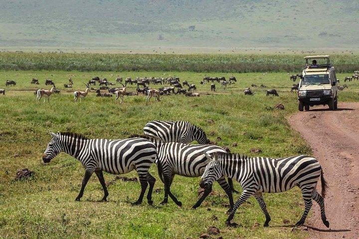 1-Day Tour to Ngorongoro Crater