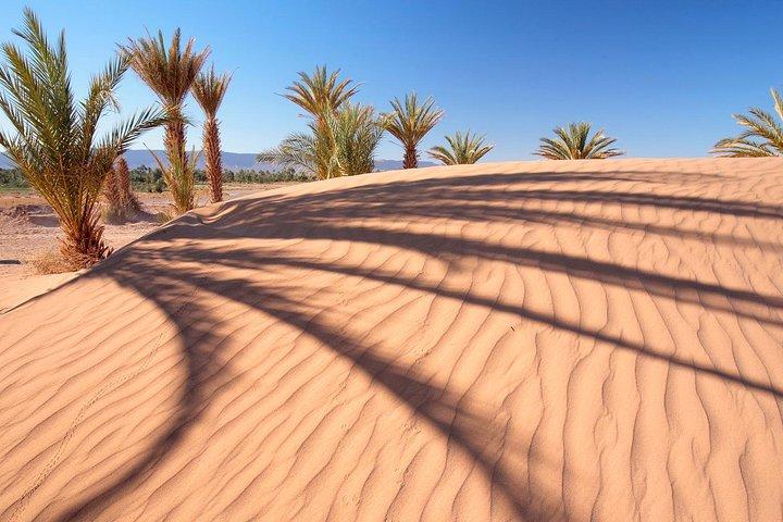 Premium Red Dunes Safari and Camel Safari with BBQ Dinner