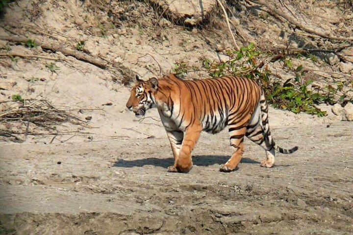 Chitwan Jungle Safari Tour from Kathmandu or Pokhara - 4 Days