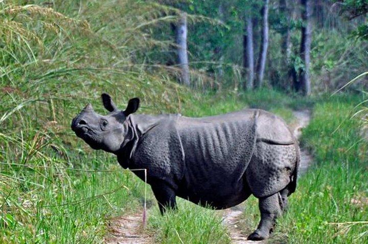 Chitwan Jungle Safari Tour from Kathmandu or Pokhara - 4 Days