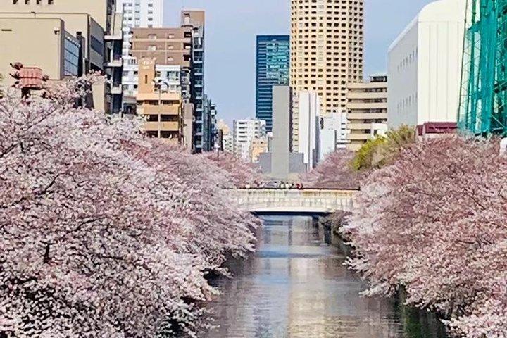 1 Day Private Charter Tokyo Tour (Green Number Plates)