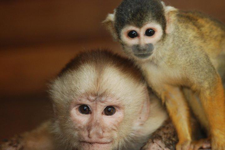3-Day Eco Amazonia Lodge in the Amazon Jungle ECOMAGICO