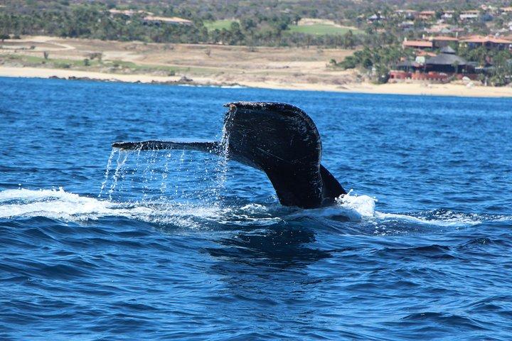 Whale Watching in Cabo San Lucas on board our Luxury Trimaran!