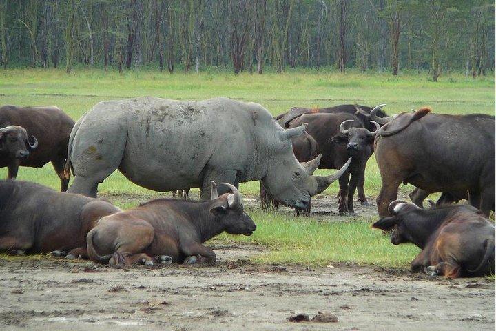 7 Days GAME DRIVE IN THE FAMOUS KENYAN PARKS
