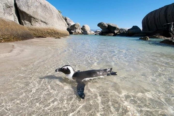 Cape Peninsula Full Day Tour