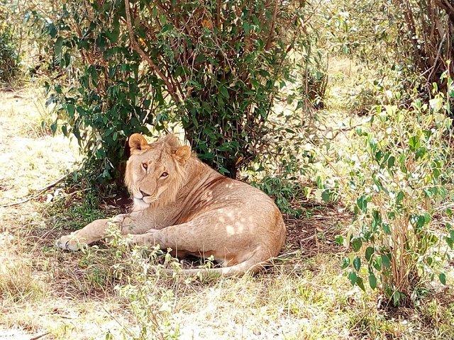Maasai mara & Lake Nakuru National park tour