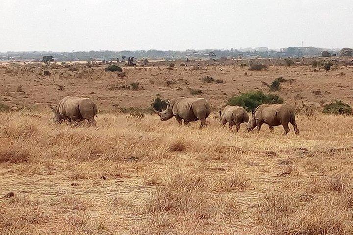 Maasai mara & Lake Nakuru National park tour