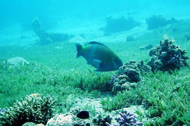 Canyon and Dahab Snorkeling Trip with Lunch from Sharm el Sheikh