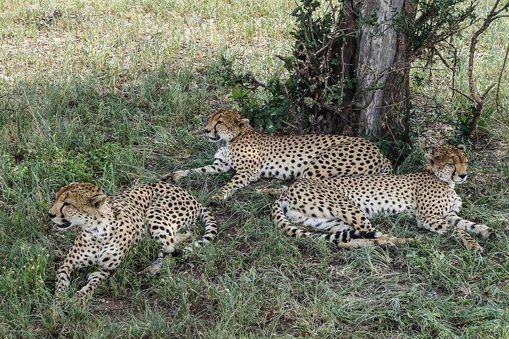 Tarangire Park Day Trip