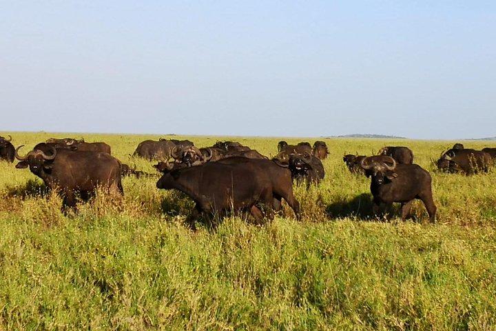 3 days Safari to Serengeti and Ngorongoro crater