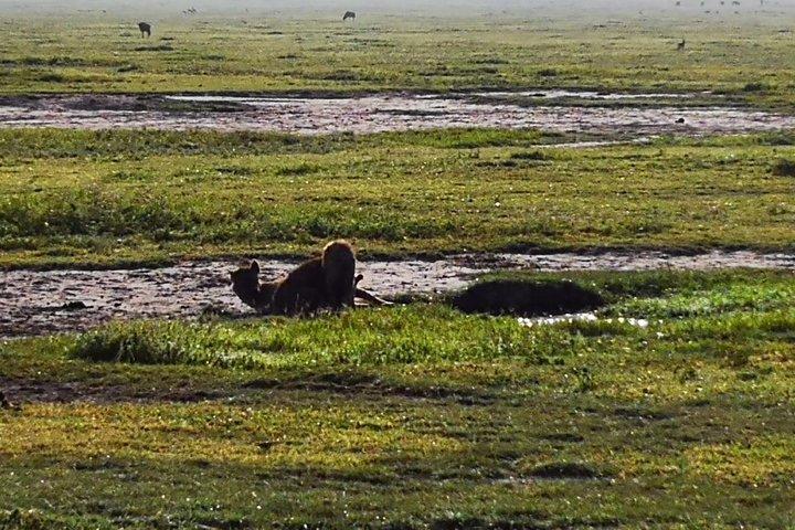 4 days Budgeted Safari Serengeti