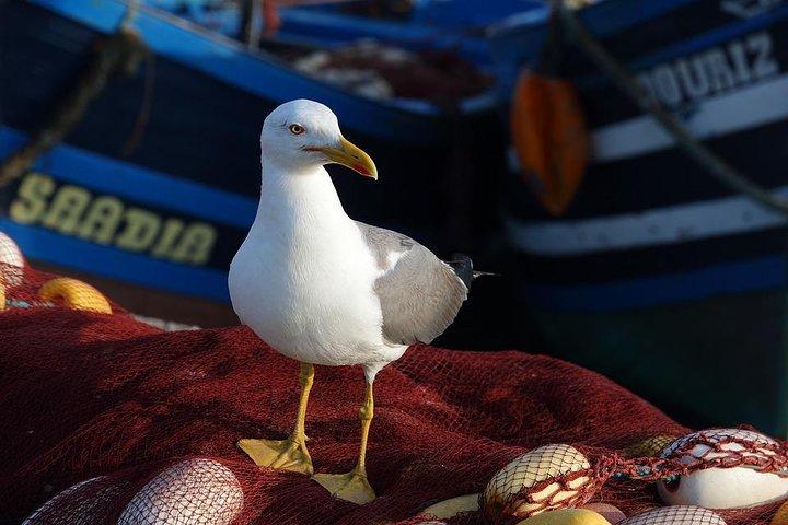 Day Trip From Marrakech to Essaouira